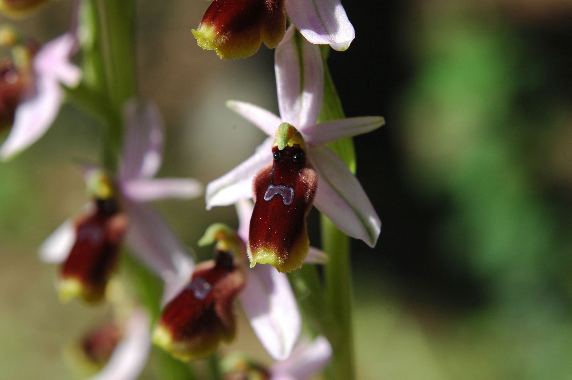 Ophrys lutea con gruppo d''insieme